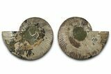 Cut & Polished Crystal-Filled Ammonite Fossil - Madagascar #359534-1